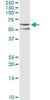 CSK Antibody in Immunoprecipitation (IP)