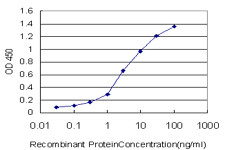 CSTF3 Antibody in ELISA (ELISA)