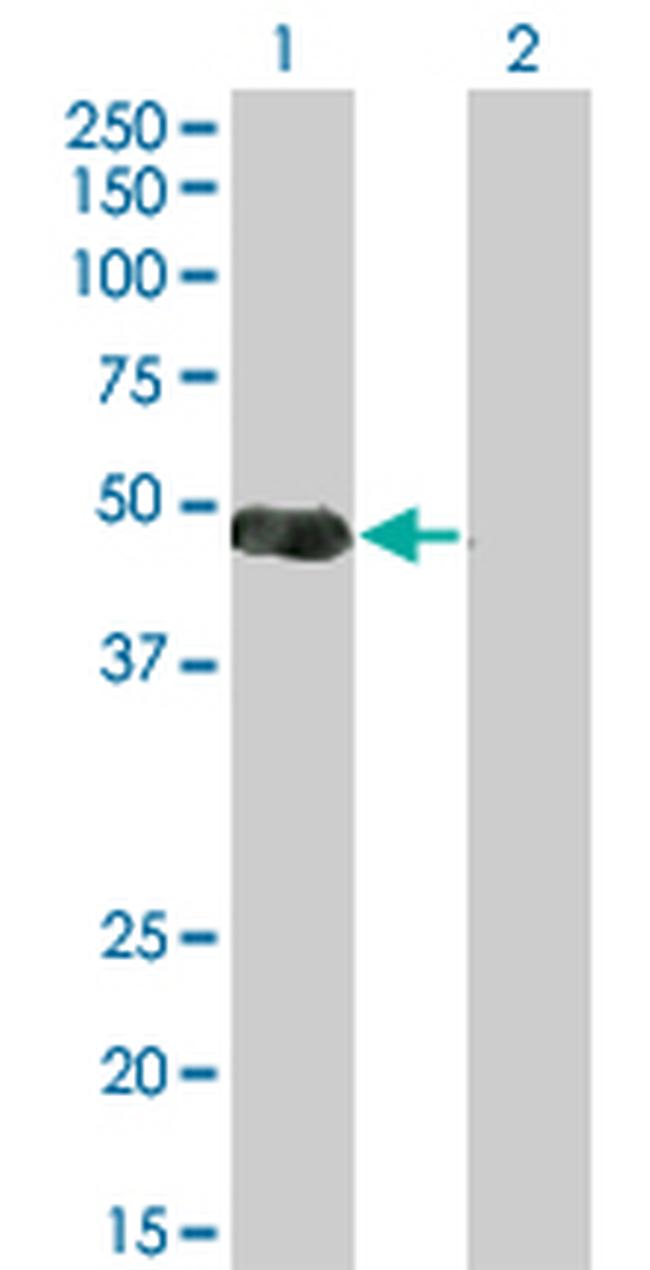 NKX2-5 Antibody in Western Blot (WB)