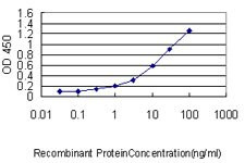 CUTL1 Antibody in ELISA (ELISA)