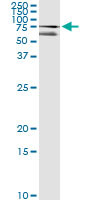 CUTL1 Antibody in Immunoprecipitation (IP)