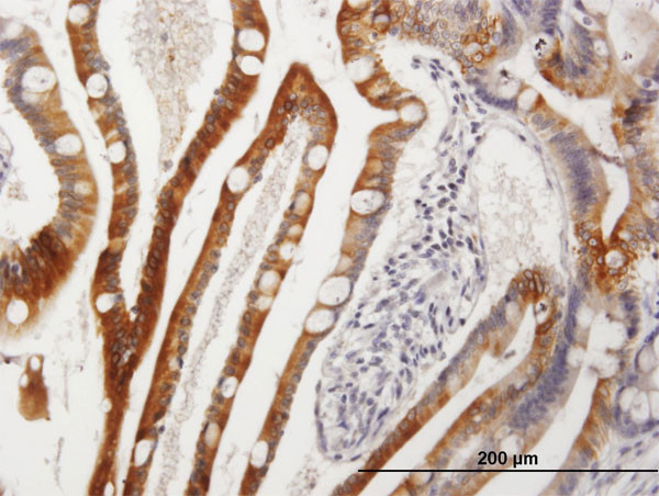 CYP3A4 Antibody in Immunohistochemistry (Paraffin) (IHC (P))