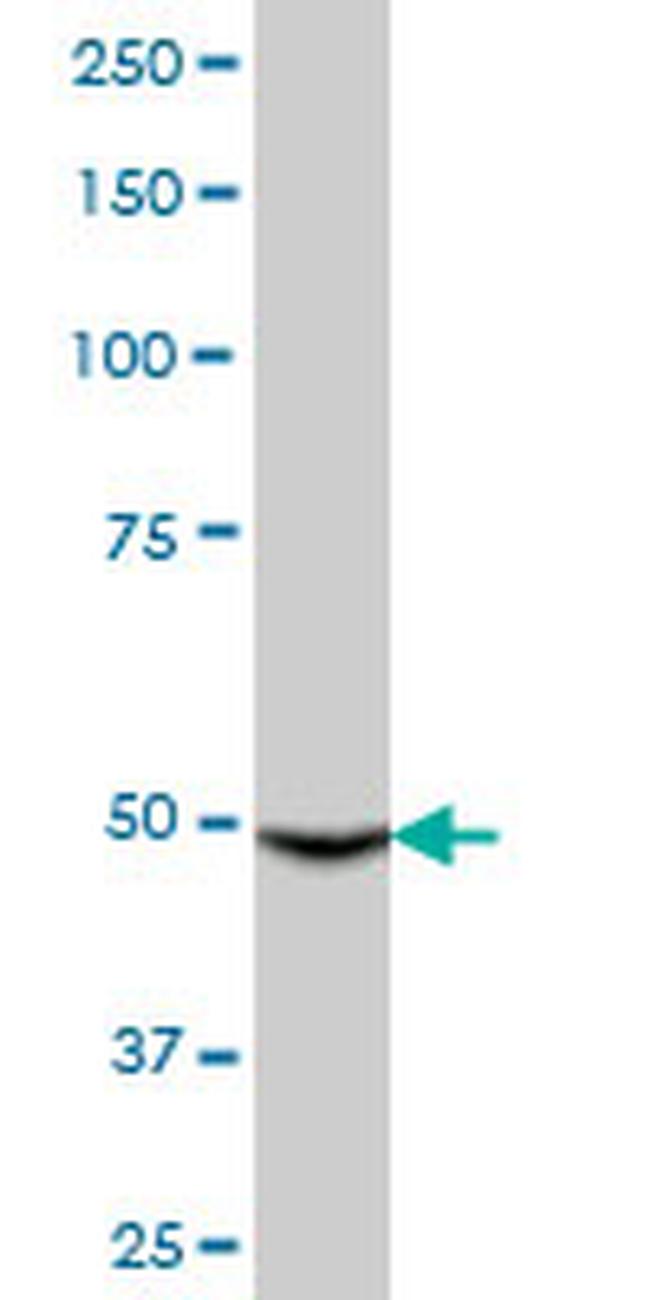 CYP3A4 Antibody in Western Blot (WB)