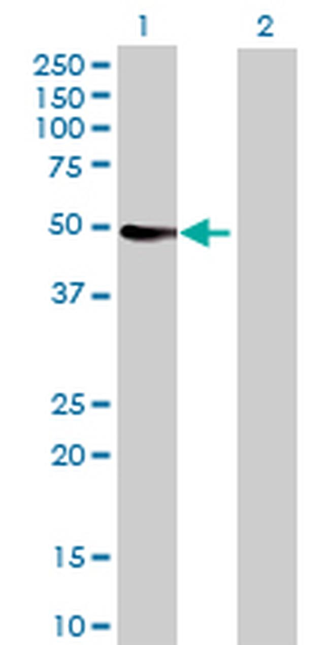 CYP3A4 Antibody in Western Blot (WB)