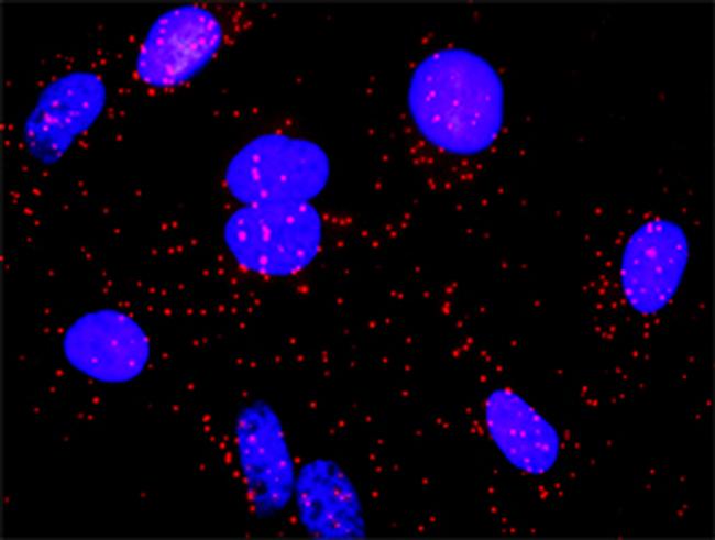 DAF Antibody in Proximity Ligation Assay (PLA) (PLA)