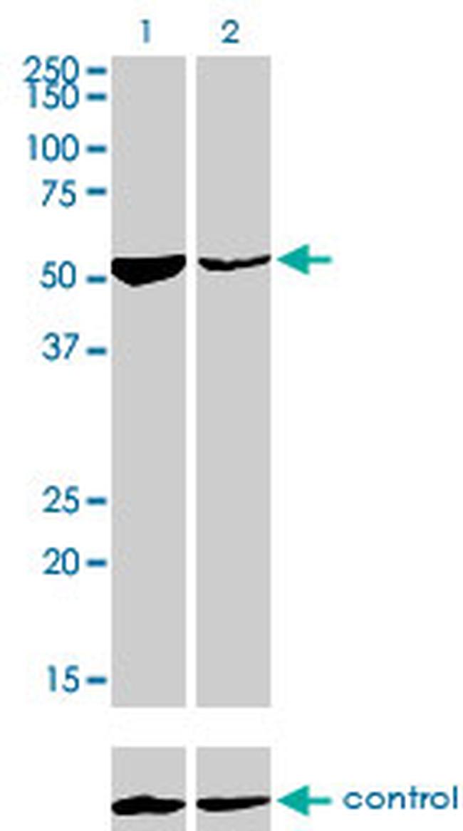 DARS Antibody in Western Blot (WB)