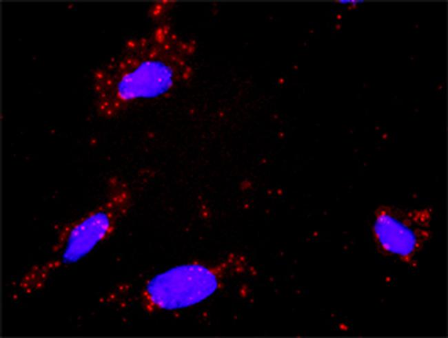 DAXX Antibody in Proximity Ligation Assay (PLA) (PLA)