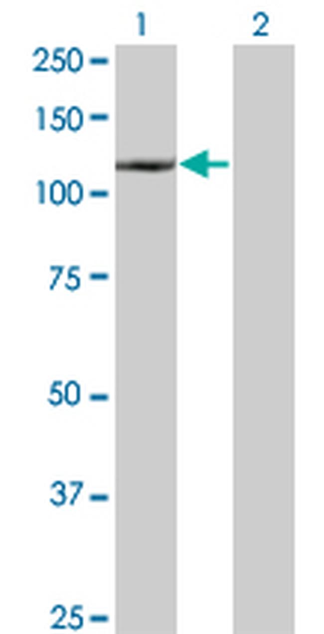 DAXX Antibody in Western Blot (WB)