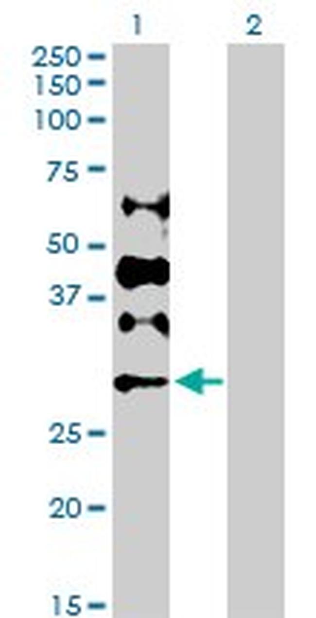 DCK Antibody in Western Blot (WB)