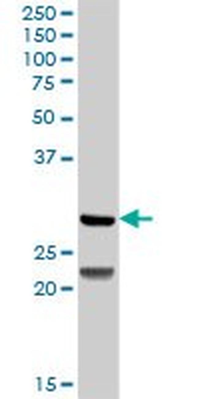 DCK Antibody in Western Blot (WB)