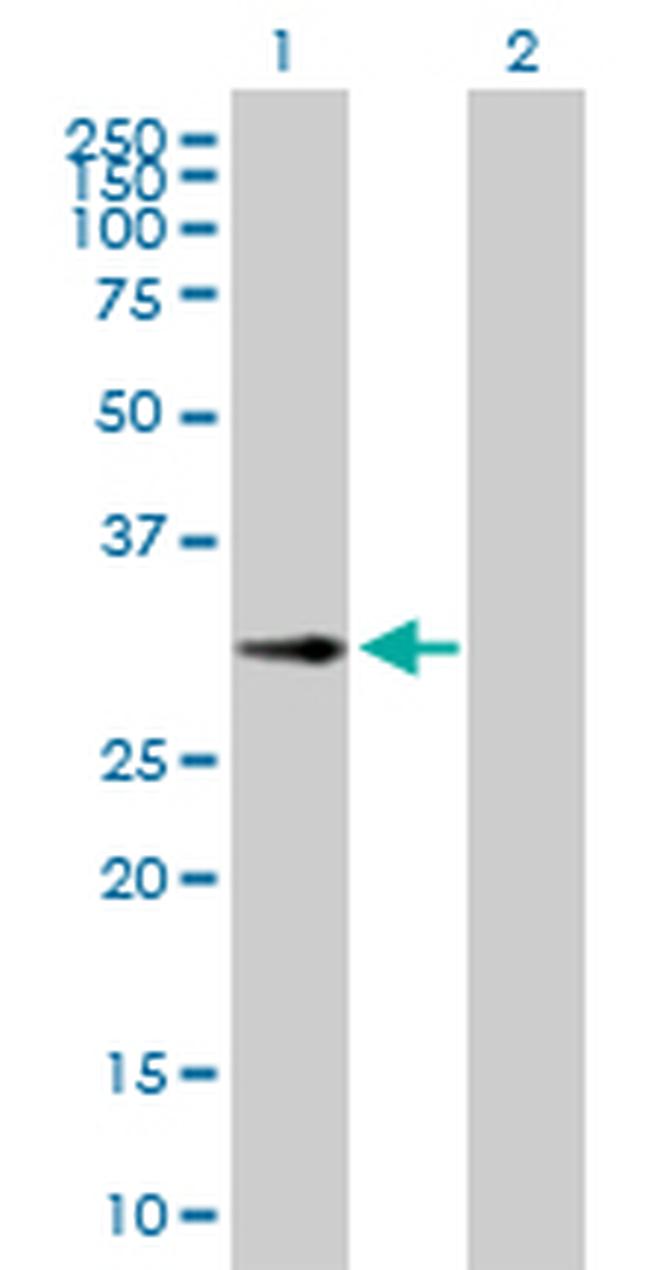 DCK Antibody in Western Blot (WB)