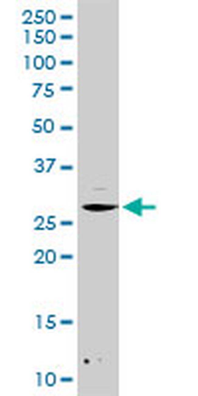 DCK Antibody in Western Blot (WB)