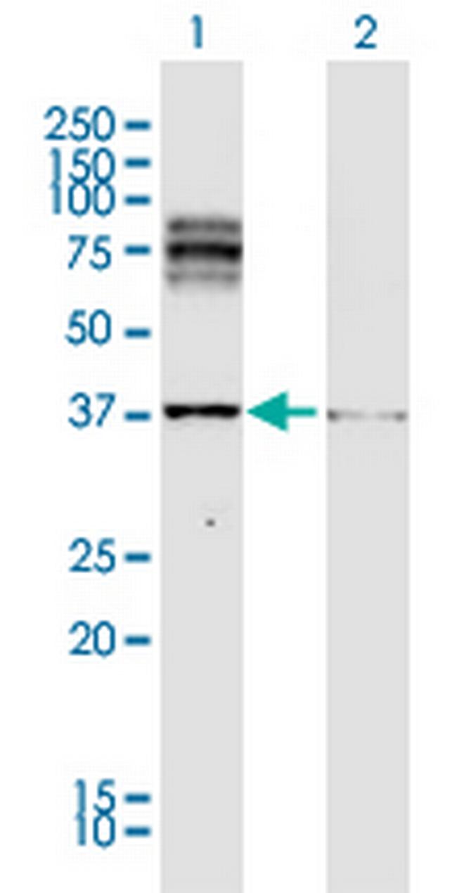 DCT Antibody in Western Blot (WB)