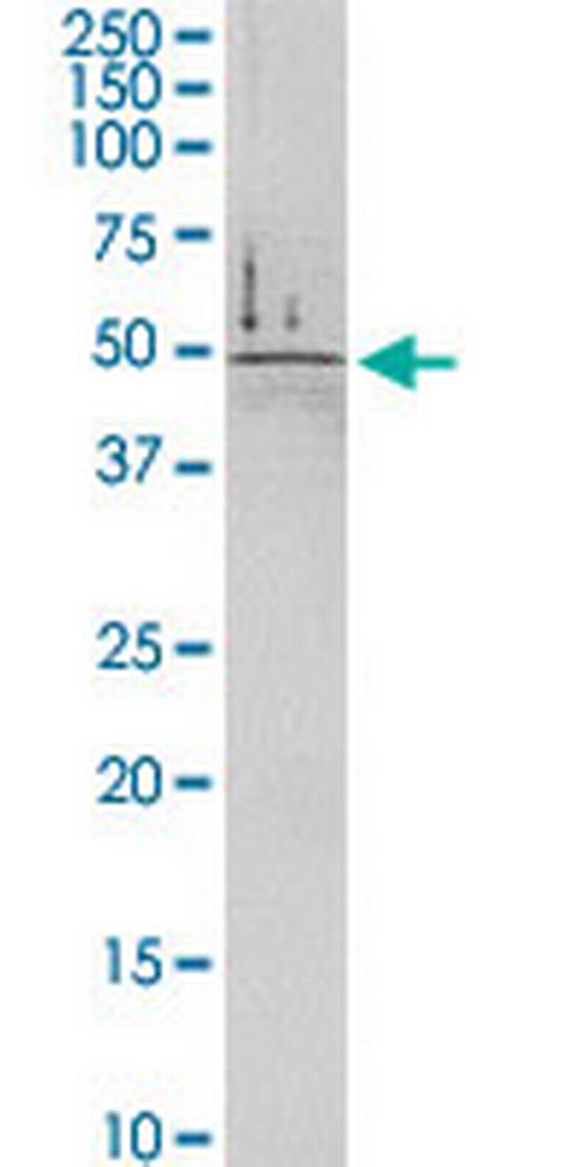 DDC Antibody in Western Blot (WB)