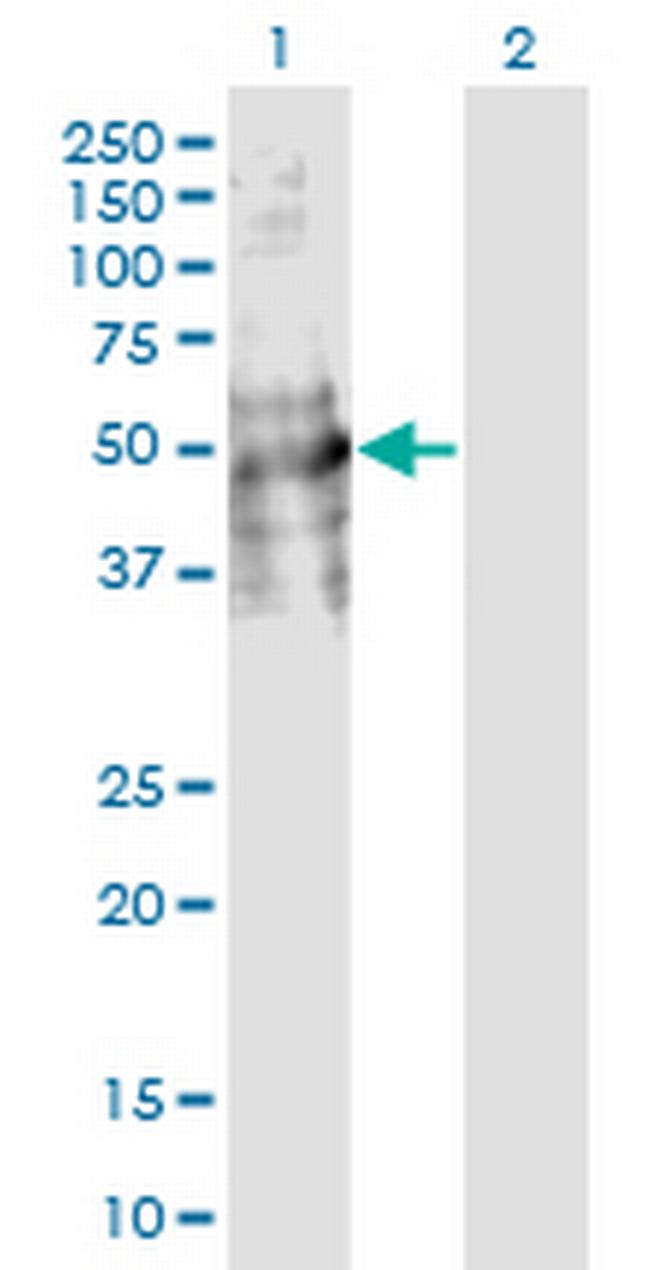 DDC Antibody in Western Blot (WB)