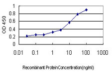 DHODH Antibody in ELISA (ELISA)