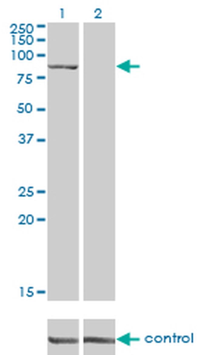 DLG3 Antibody in Western Blot (WB)