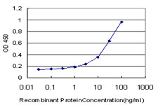 DLX1 Antibody in ELISA (ELISA)