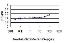 DLX2 Antibody in ELISA (ELISA)