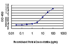 DLX2 Antibody in ELISA (ELISA)