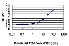 DLX2 Antibody in ELISA (ELISA)