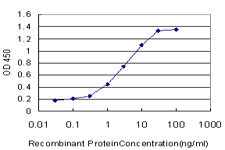 DLX5 Antibody in ELISA (ELISA)