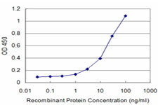 DLX5 Antibody in ELISA (ELISA)