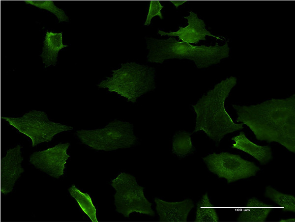 DLX5 Antibody in Immunocytochemistry (ICC/IF)