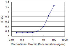 DMP1 Antibody in ELISA (ELISA)