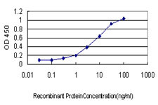 DNM2 Antibody in ELISA (ELISA)