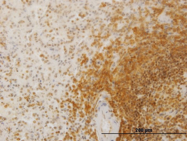 SLC26A3 Antibody in Immunohistochemistry (Paraffin) (IHC (P))