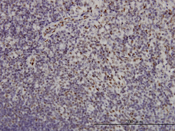 TSC22D3 Antibody in Immunohistochemistry (Paraffin) (IHC (P))