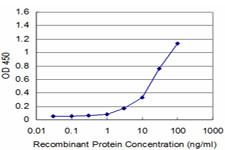 DUSP3 Antibody in ELISA (ELISA)