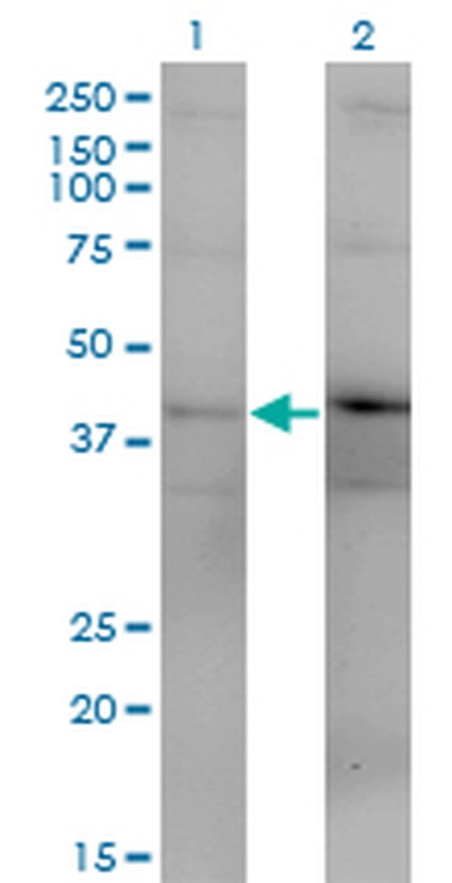 DUSP4 Antibody in Western Blot (WB)