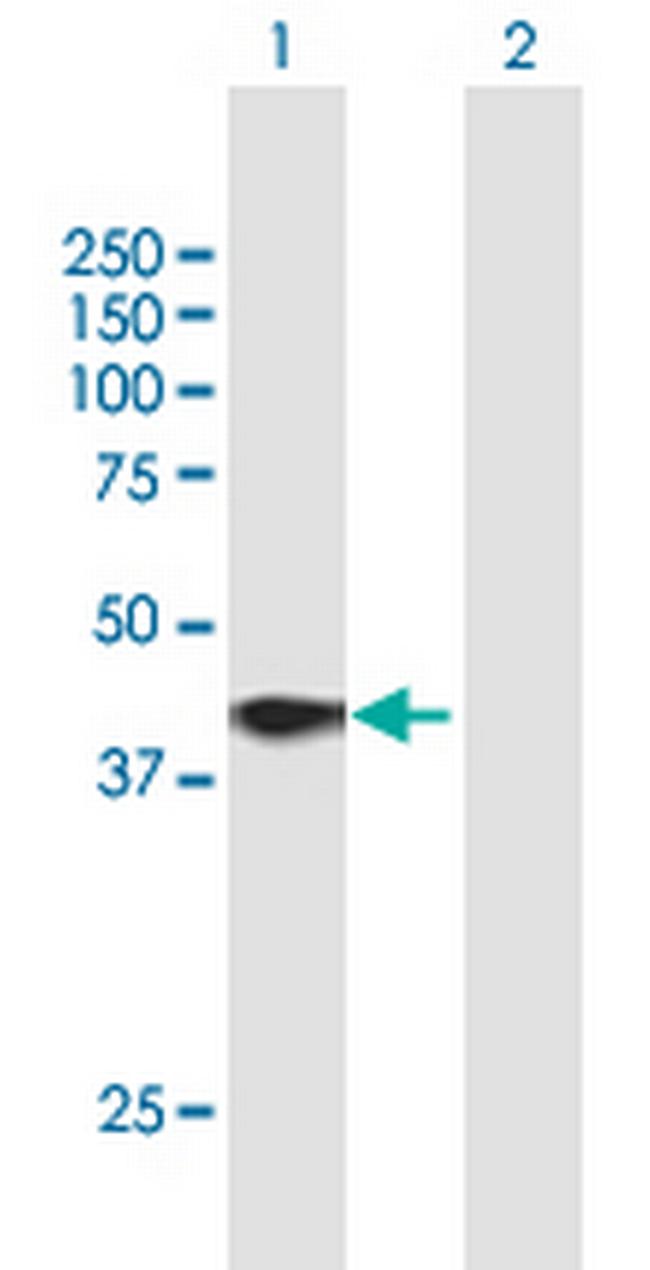 DUSP6 Antibody in Western Blot (WB)