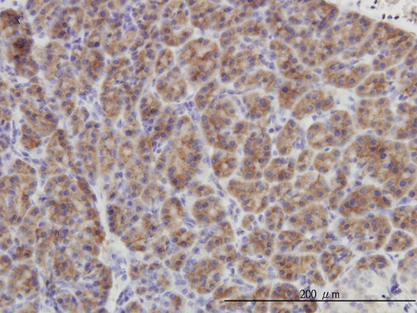 DUSP6 Antibody in Immunohistochemistry (Paraffin) (IHC (P))