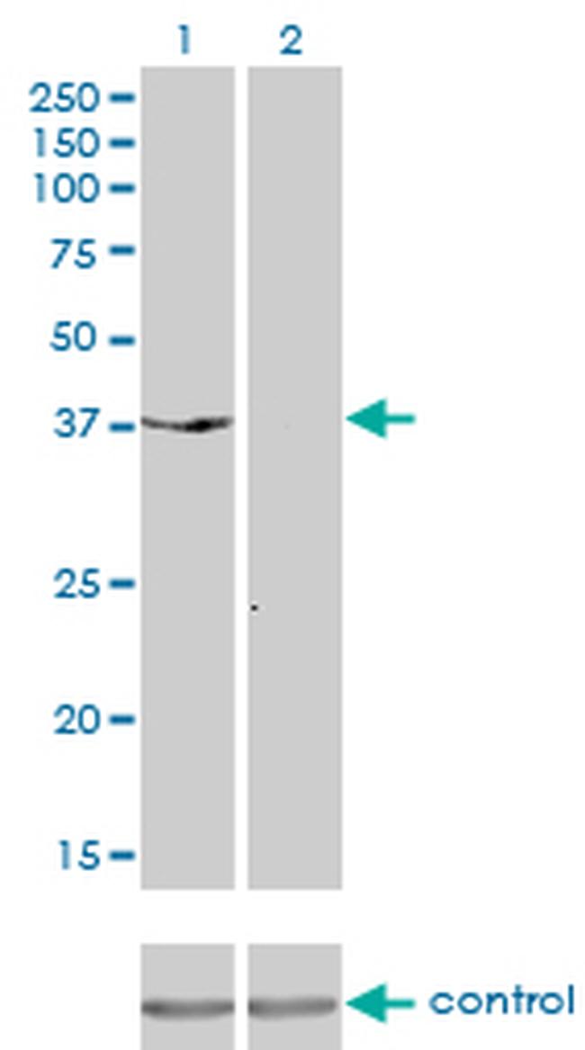 DUSP6 Antibody in Western Blot (WB)