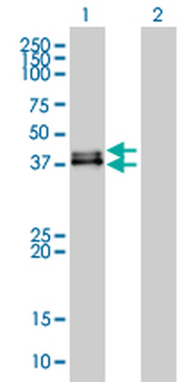 DUSP6 Antibody in Western Blot (WB)