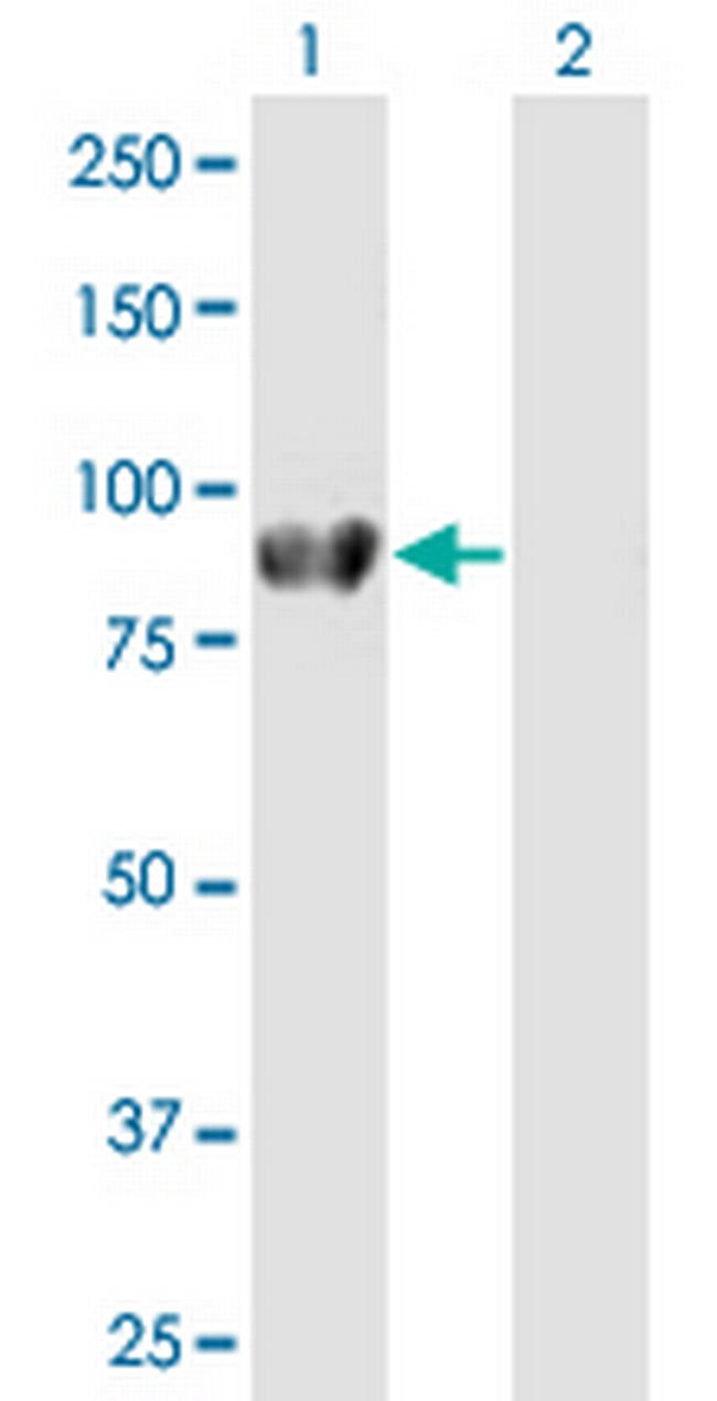 DVL2 Antibody in Western Blot (WB)