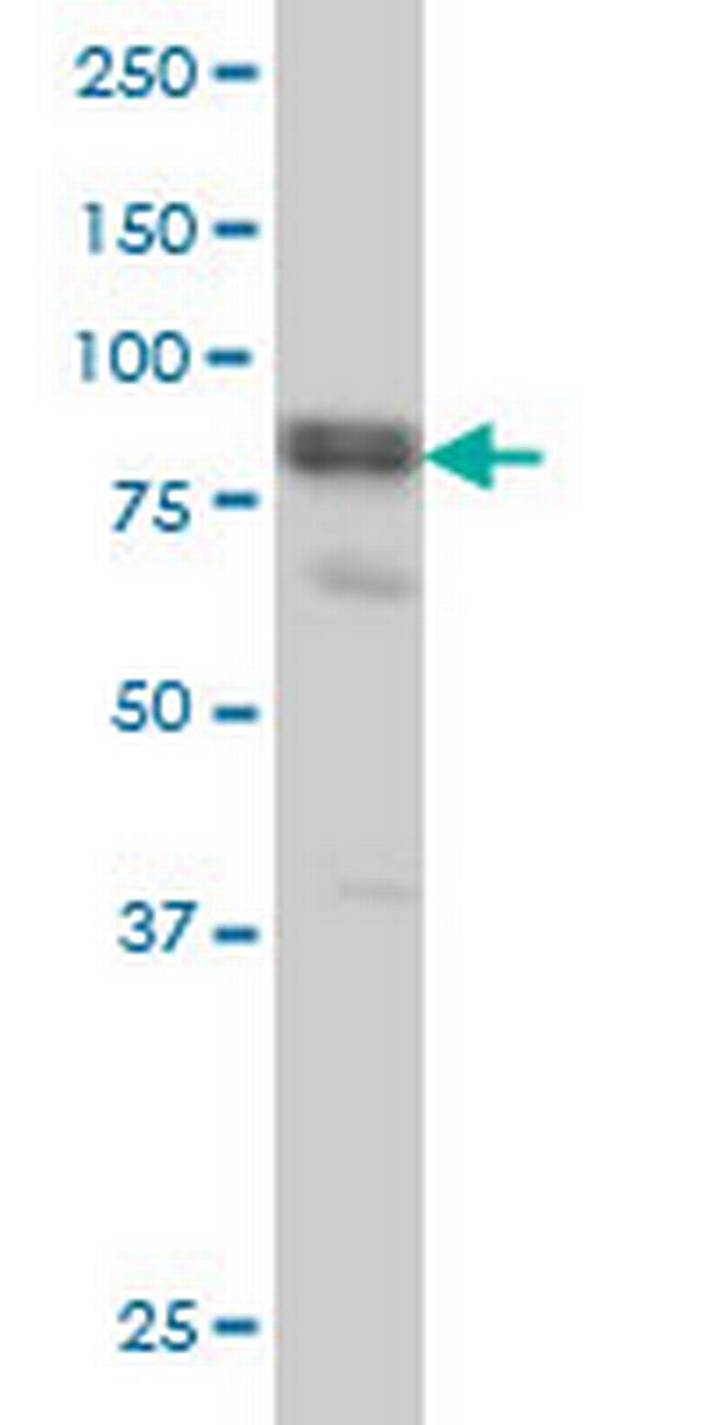 DVL3 Antibody in Western Blot (WB)