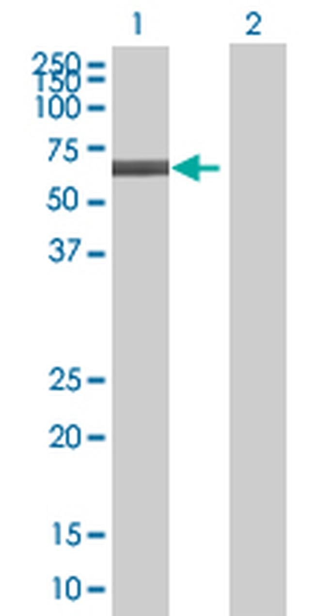 E2F4 Antibody in Western Blot (WB)