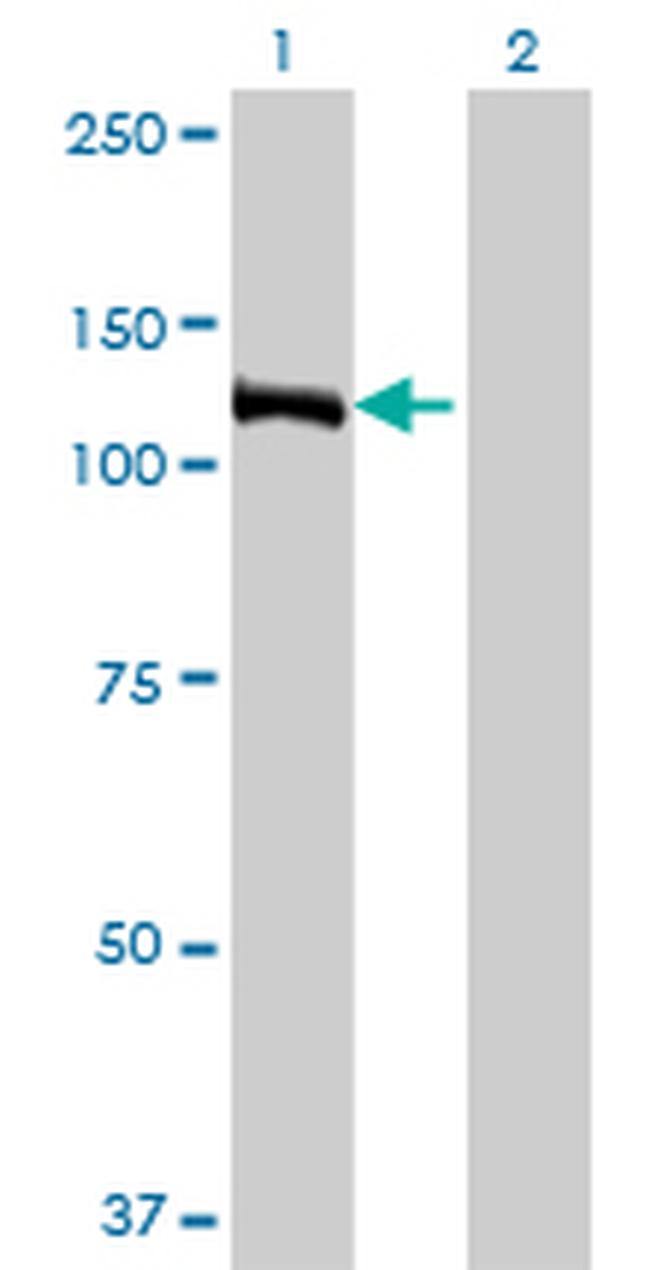 E4F1 Antibody in Western Blot (WB)