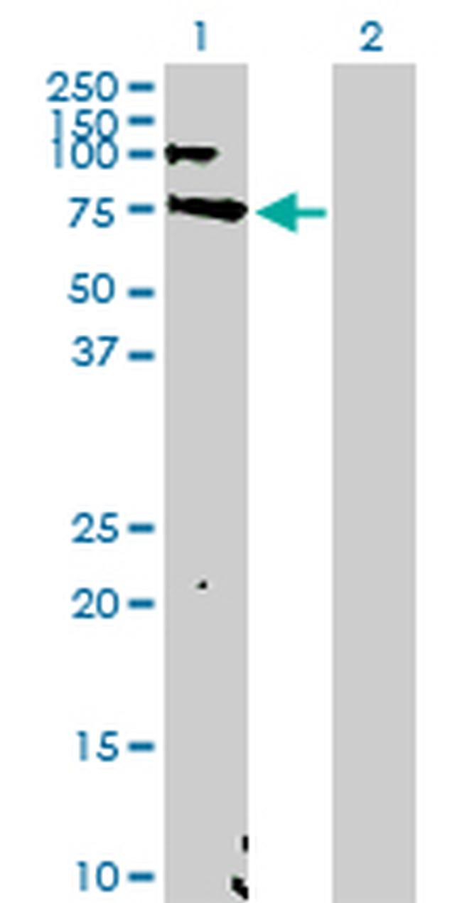 EBF1 Antibody in Western Blot (WB)