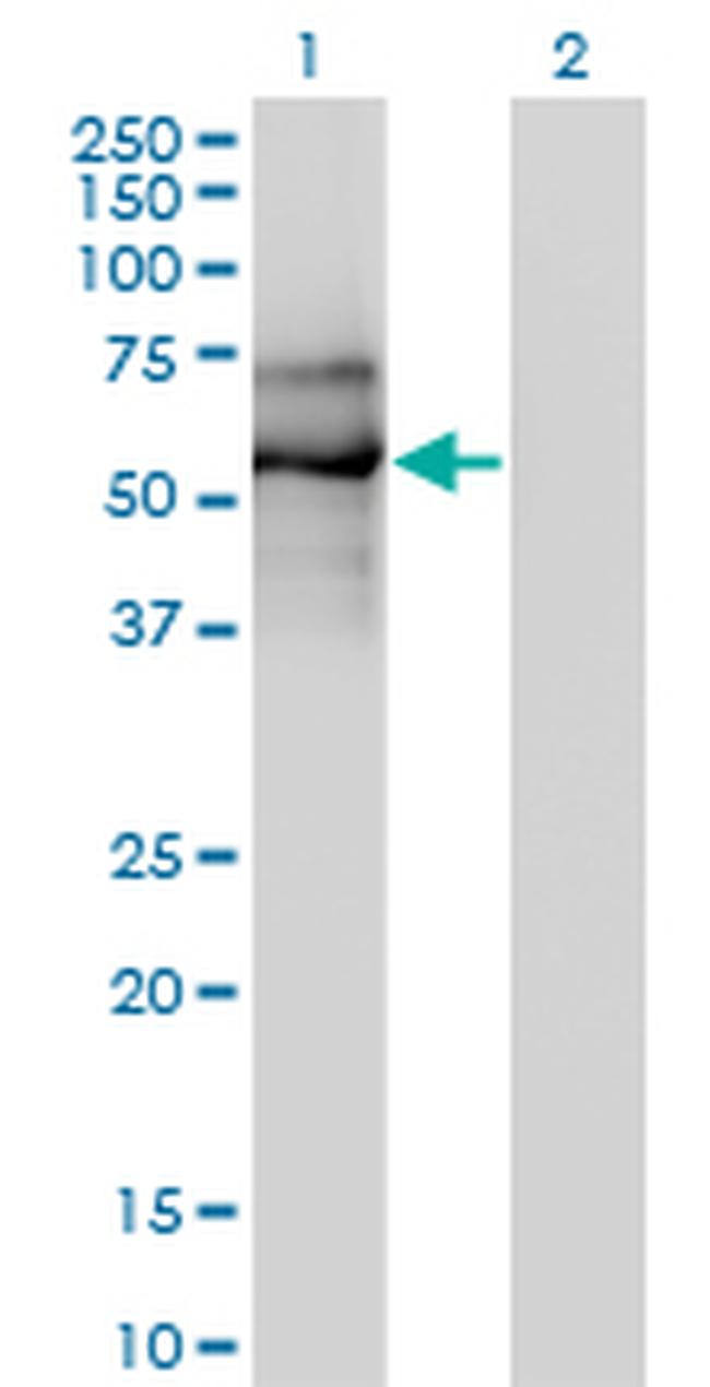 EBF1 Antibody in Western Blot (WB)