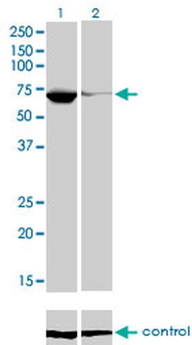 EBF1 Antibody in Western Blot (WB)