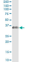 ECHS1 Antibody in Immunoprecipitation (IP)