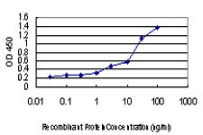 EDN1 Antibody in ELISA (ELISA)