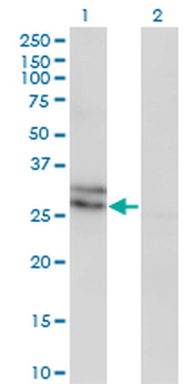 EDN3 Antibody in Western Blot (WB)