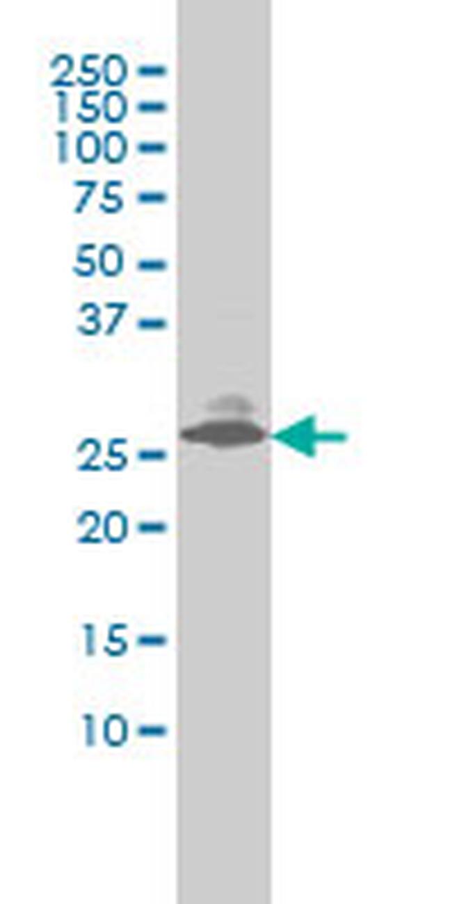 EDN3 Antibody in Western Blot (WB)