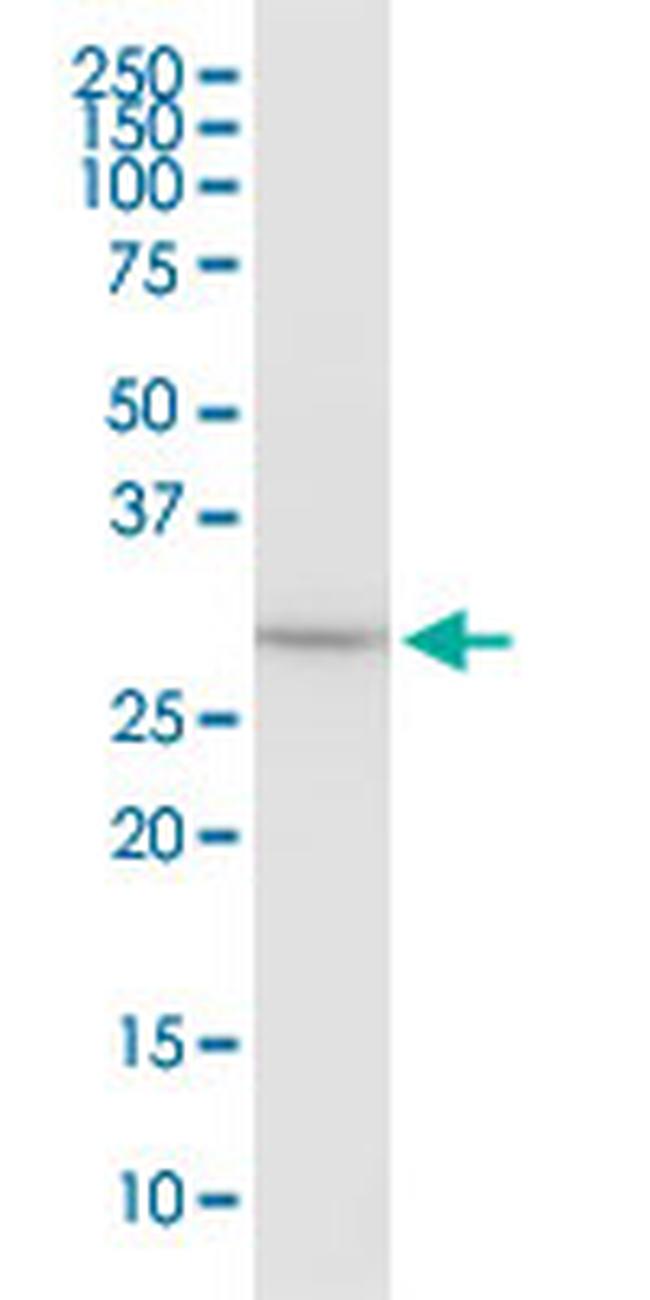 EEF1B2 Antibody in Western Blot (WB)